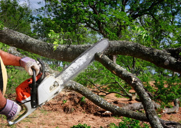 Residential Tree Removal in Gila Bend, AZ